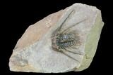 Kettneraspis Trilobite (Long Occipital Horn) - Lghaft, Morocco #165963-1
